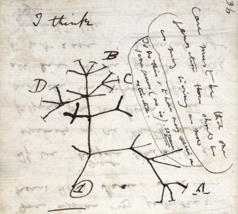 Constelaciones familiares: 6 conceptos para sanar tu árbol 5 Sistemas familiares